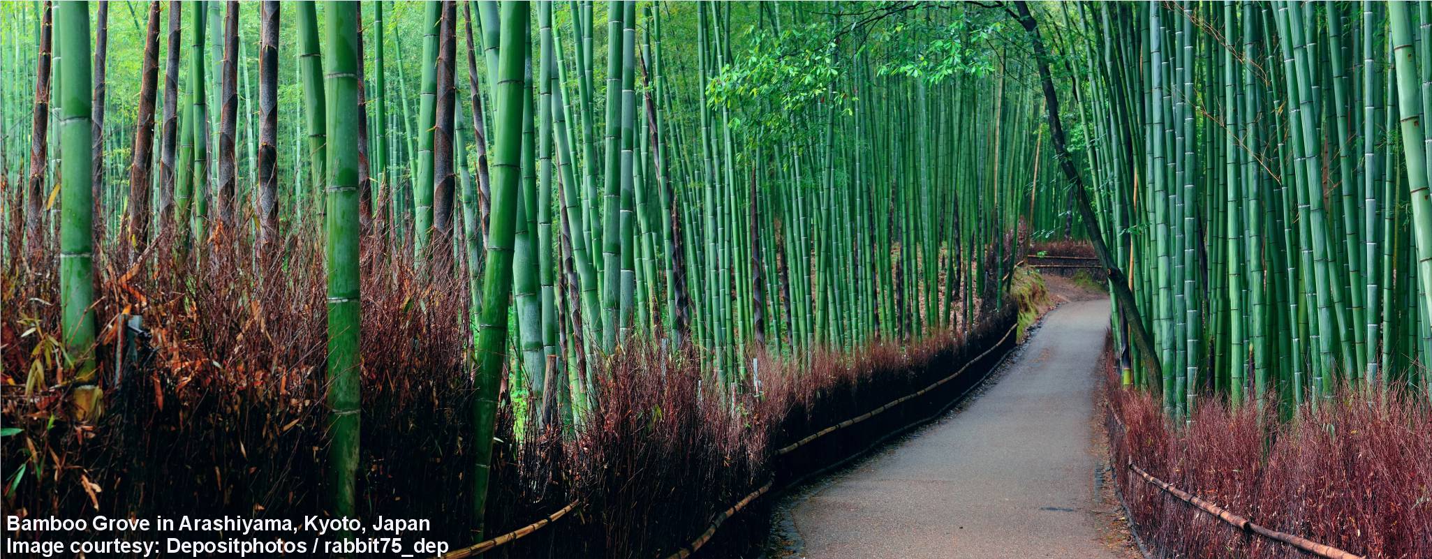 Arashiyama Bamboo Grove image